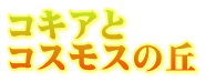 コキアと コスモスの丘